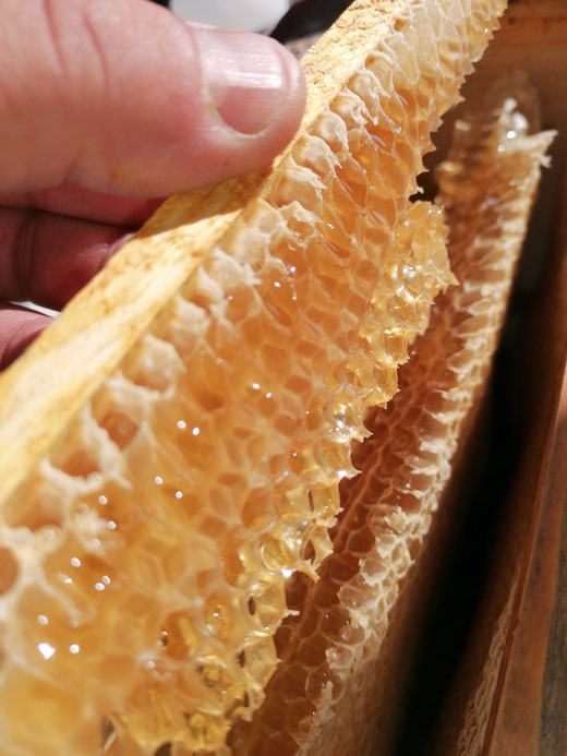Warré cire amorce construction récolte miel