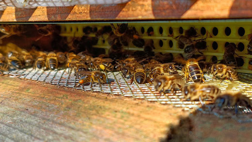 trappe à pollen Warré sur fond de ruche Warré, abeilles noires, apis mellifera mellifera, pollen et propolis à l'entrée de la ruche www.labeillenoire.be