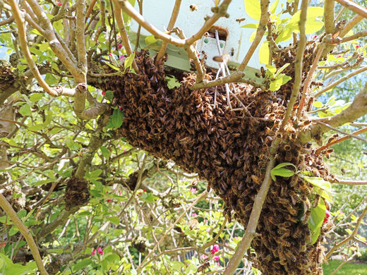www.labeillenoire.be : Essaim d'abeilles dans un pommier à qui une ruchette est présentée pour qu'il ait un nouveau logement
