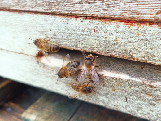 entrée de ruche en hiver, les abeilles noires sortent quelques fois