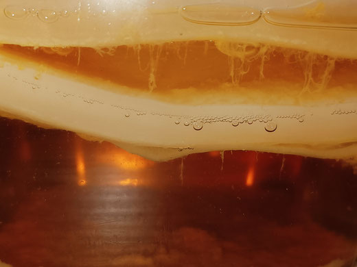 mère de jun, SCOBY, proche du kombucha, fermentation d'une infusion de thé vert et de miel de grande qualité