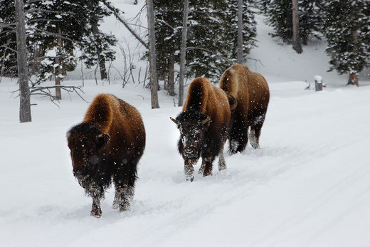 Bisons im Schnee, Schneemobil in Yellowstone