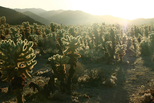 Cholla Cactus Garden at Joshua Tree National Park