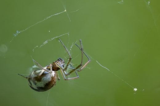 Spide in net (focu bracketing out of 63 shots, Z6 + Sigma 105/2.8, f5.6, 1/125s, ISO800): Example for several weird mistakes. "Transparent" legs can be seen as well as movements.