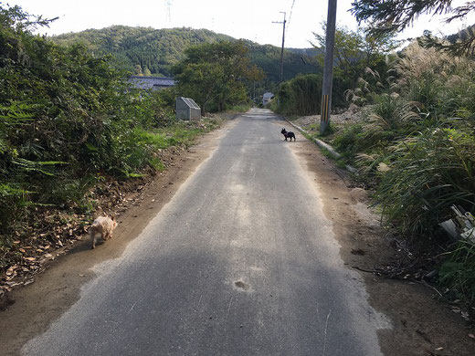 田舎道を行く