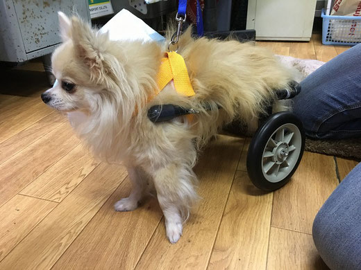 犬用車椅子、初めての経験