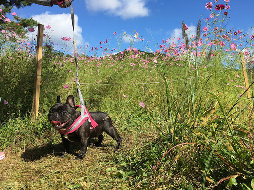 空の青さとコスモスとフレンチブルドッグ