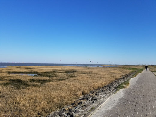 Bunte Schirme der Kite-Surfer am blauen Himmel von Fedderwardersiel