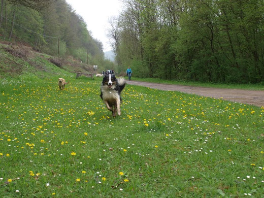 Verein Tubinger Hundefreunde E V Geschichte Zielsetzung Philosophie Webseite Der Hundefreunde Tubingen E V In Derendingen