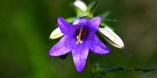 Zur Unterstützung von Wildbienen: Gemeinde Gossau ZH verschenkt Wildstauden. (Symbolbild)
