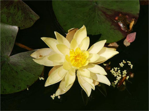 Ab 8. Juni darf man sich wieder über die Wunder der Natur freuen. Bild: Botanischer Garten Grüningen