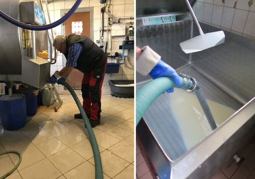 Ist mit der Milch alles in Ordnung, wird der Schlauch angesetzt und die Milch abgesaugt.