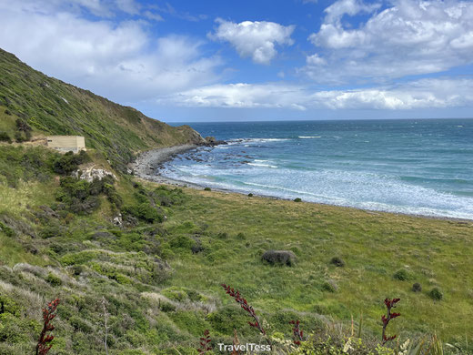  Roaring Bay Penguins & Seals Observatory