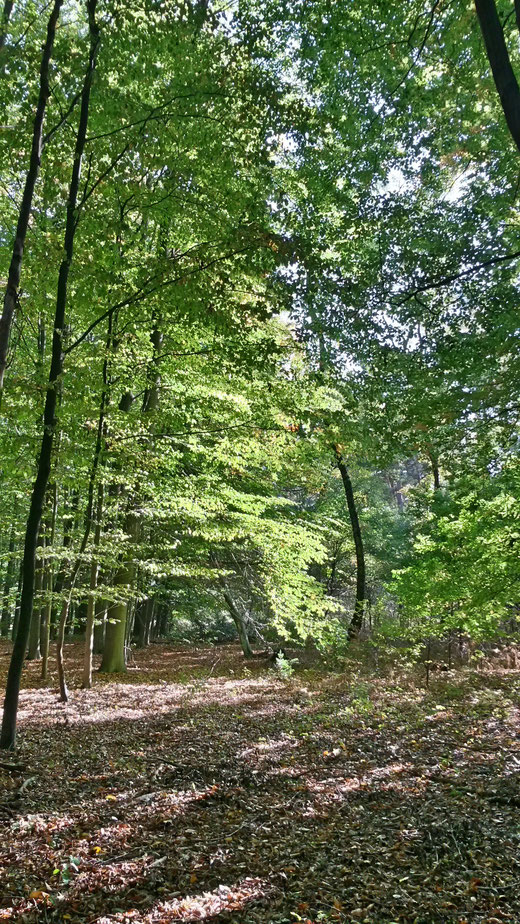 Das warme Licht der Herbstsonne leuchtet im Baerler Busch