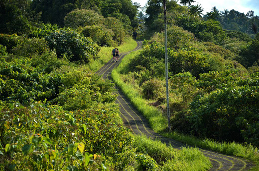 Campuhan Trail in Ubud in Gianyar, Bali