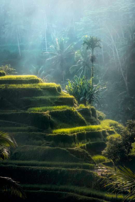 Tegallalang rice terraces, North of Ubud, Gianyar, Bali