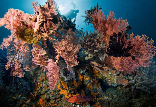 Vibrant coral reef with a diver in the background.