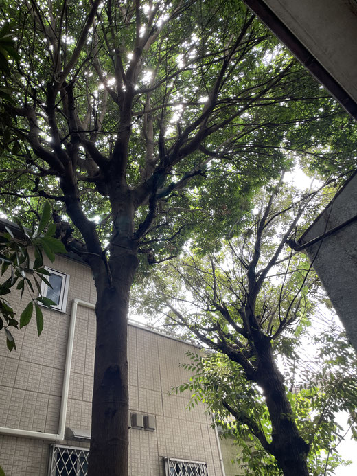 木 枝 越境 剪定 伐採