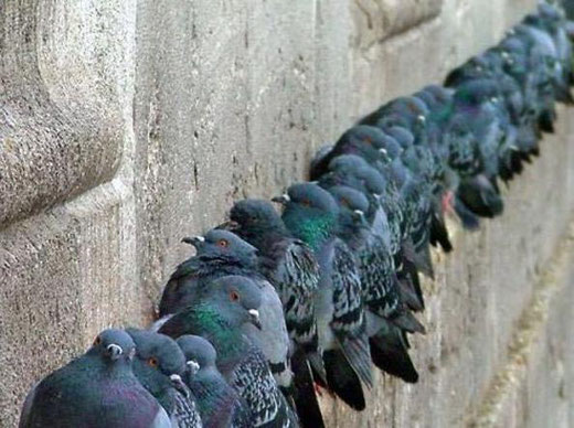 Colonia di piccioni sul muro di un edificio storico