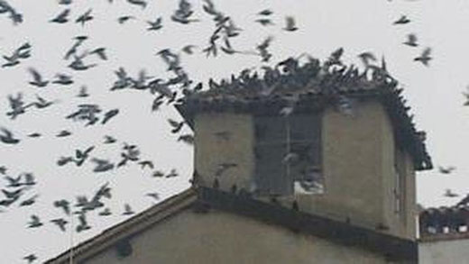 Scacciare i piccioni da un tetto: come fare?