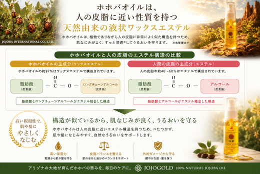 ホホバオイルと人の皮脂のエステル構造を比較した解説画像。JOJOGOLD® ホホゴールドに含まれる天然由来の液状ワックスエステルと、人の皮脂に含まれるエステルの共通点を図解で紹介し、肌になじみやすい理由をわかりやすく説明しています。