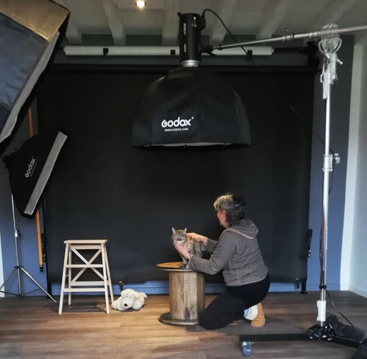 portraits animaliers en studio, photographe animalier Masseube, Gers, Occitanie