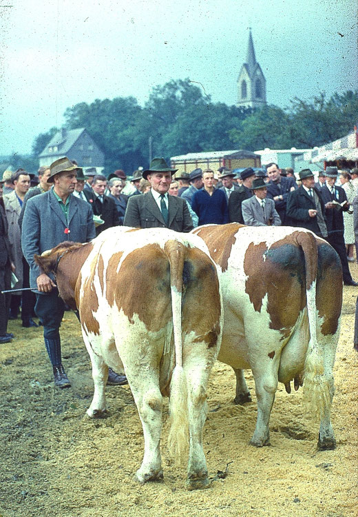 Mein Vater mit dem Rind "Lupine" auf der Tierschau in Reiste 1963 (links)