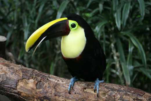 Der Tukan ist mit seinem riesigen bunten Schnabel ein großer und prägnanter Vogel in Costa Rica