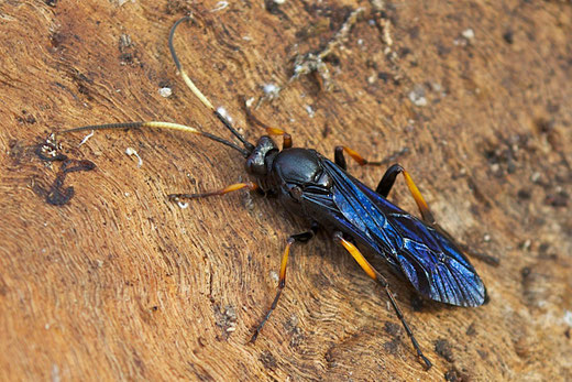 A female Ichneumon centrator wasp. 