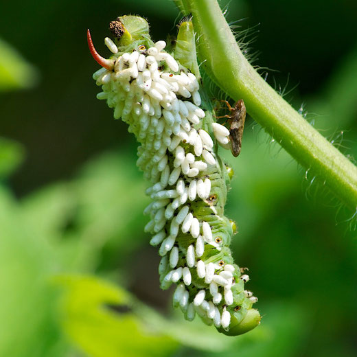 This tobacco hornworm is being eaten alive by pupating larva of a braconid wasp.