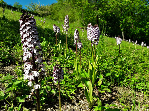 Rehborn am Glan - Orchideenwiese - Knabenkraut