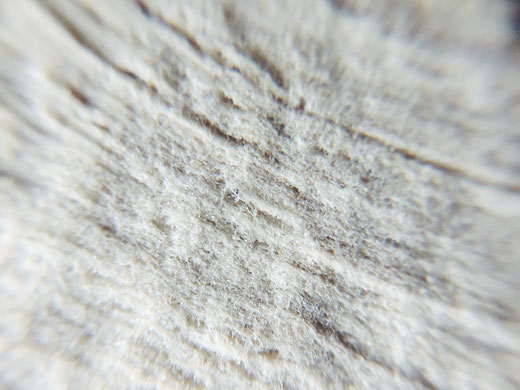 Makroaufnahme von Jessica Julia Mrzik (noplasticplease.de)