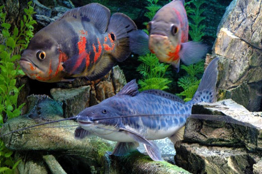 Calophysus macropterus & Astronotus ocellatus