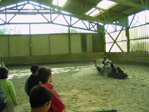 Les enfants observent les poneys en liberté, apprennent à comprendre leurs comportements et à communiquer avec eux.