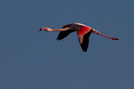 Flamant rose, oiseau, Sénégal, Afrique, safari, stage photo animalière, Jean-Michel Lecat, photo non libre de droits