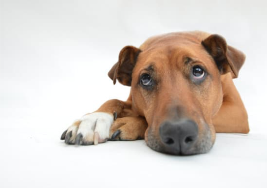 Problèmes de propreté d'un chien depuis un choc émotionnel