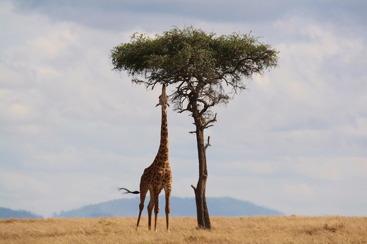 Safari - Erlebe Deinen exklusiven Urlaub bei einer Luxusweltreise! In Deiner Reiserei, Reisebüro in Berlin Brandenburg