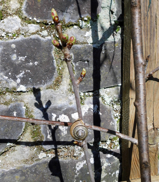 Schnecke auf Kirschbaum