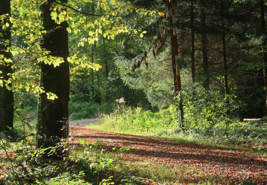 01. Oktober 2017 - Bäume predigen das Urgesetz des Lebens. (Hermann Hesse)