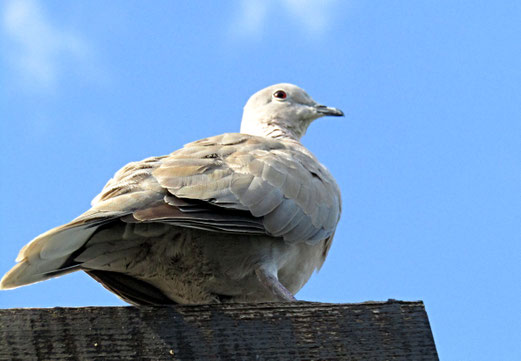 23. Juli 2018 - Unser "Haustier" - kein "Bettelsack", ein "Scheisserle"le