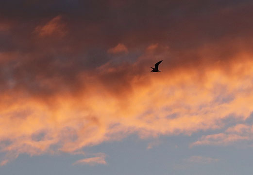 11. Januar 2018 - Feuervogel