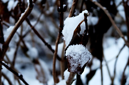 19. Dezember 2017 - Kiunstwerk Natur