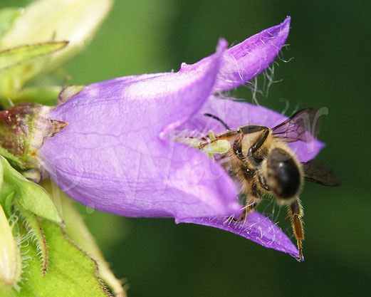 Bild: Glockenblumen-Sägehornbiene, Melitta haemorrhoidalis, Nesselblättrige Glockenblume, Blüte, Campanula trachelium, oligolektische Wildbiene