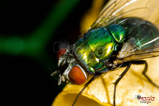 Makro Insekten Fliegen Fotografie 