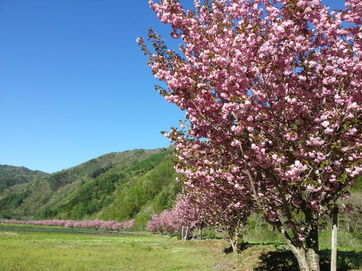 高山市朝日町枝垂れ桜ランキング第６位秋神川河川敷の八重桜