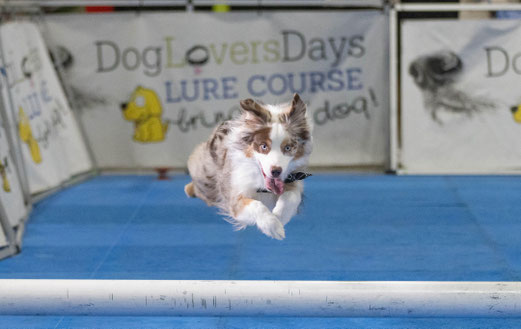 One of our assistants Hillary's dog 'Kai'