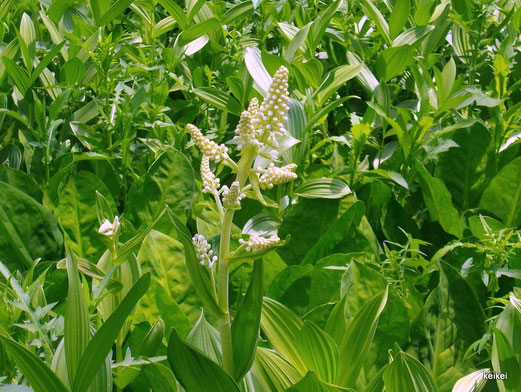 戸隠森林植物園