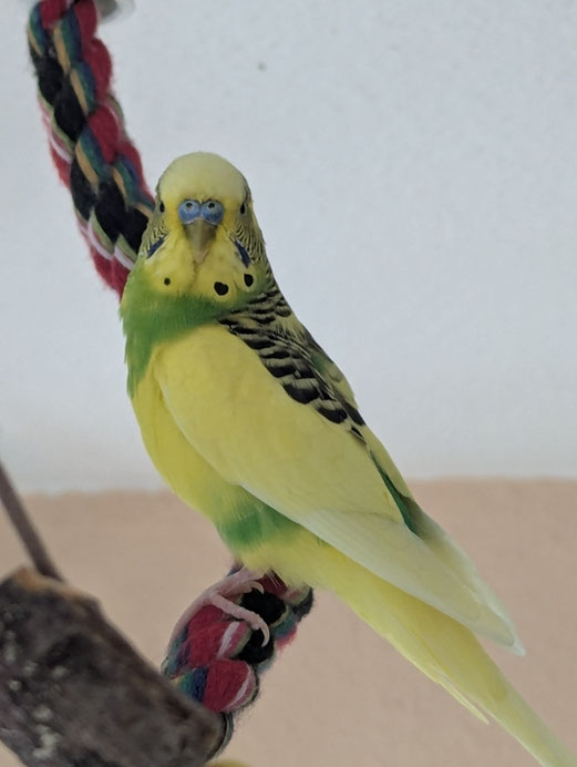 Das ist mein Freund "Sidka"