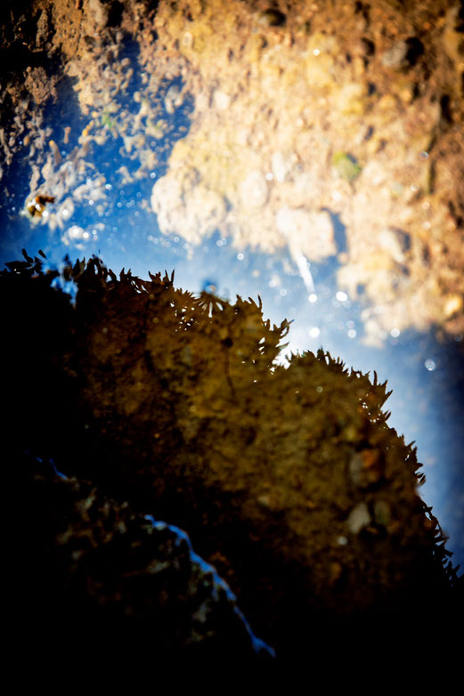 Des forêts d’algues noires  Surgissent du fond de la mer  Falaises de l’envers