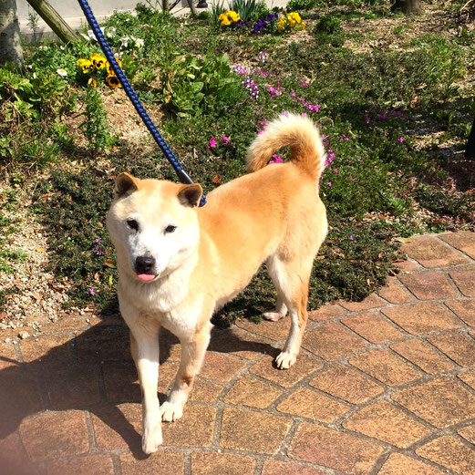 山陰柴犬 田舎暮らし